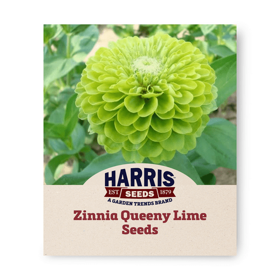 Harris Seeds - Zinnia Seeds Queeny Lime Flowers Non-GMO - 250 Seeds