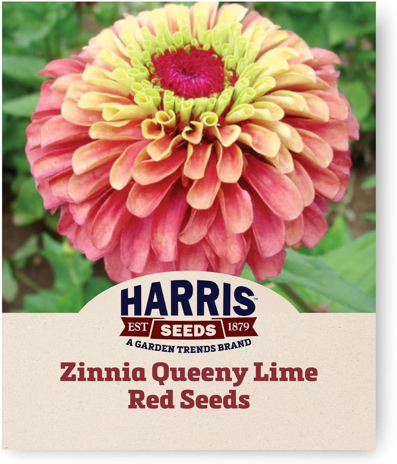 Harris Seeds - Zinnia Seeds Queeny Lime Red Flowers - Non-GMO - 50 ...