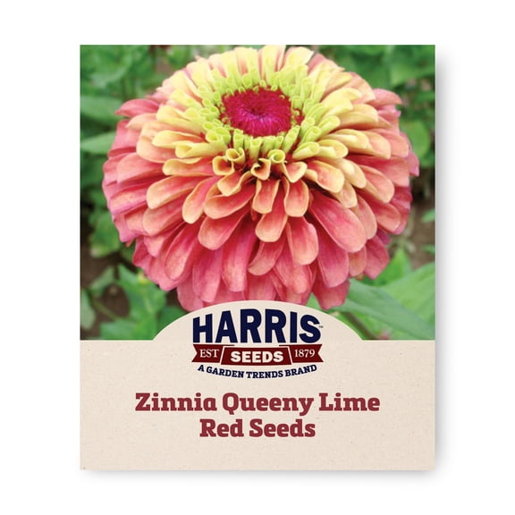 Harris Seeds Zinnia Queeny Lime Red, Antique Rose and Lime Cut Flower Zinnia, 50 Count
