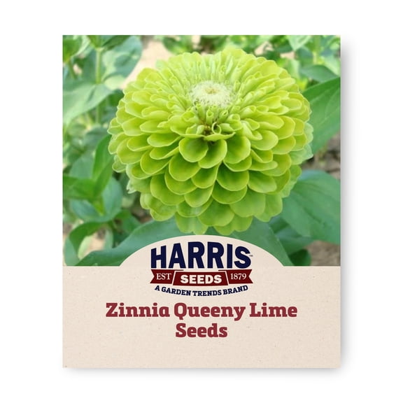 Harris Seeds Zinnia Queeny Lime, Double Bloom Cut Flower Variety, 50 Count