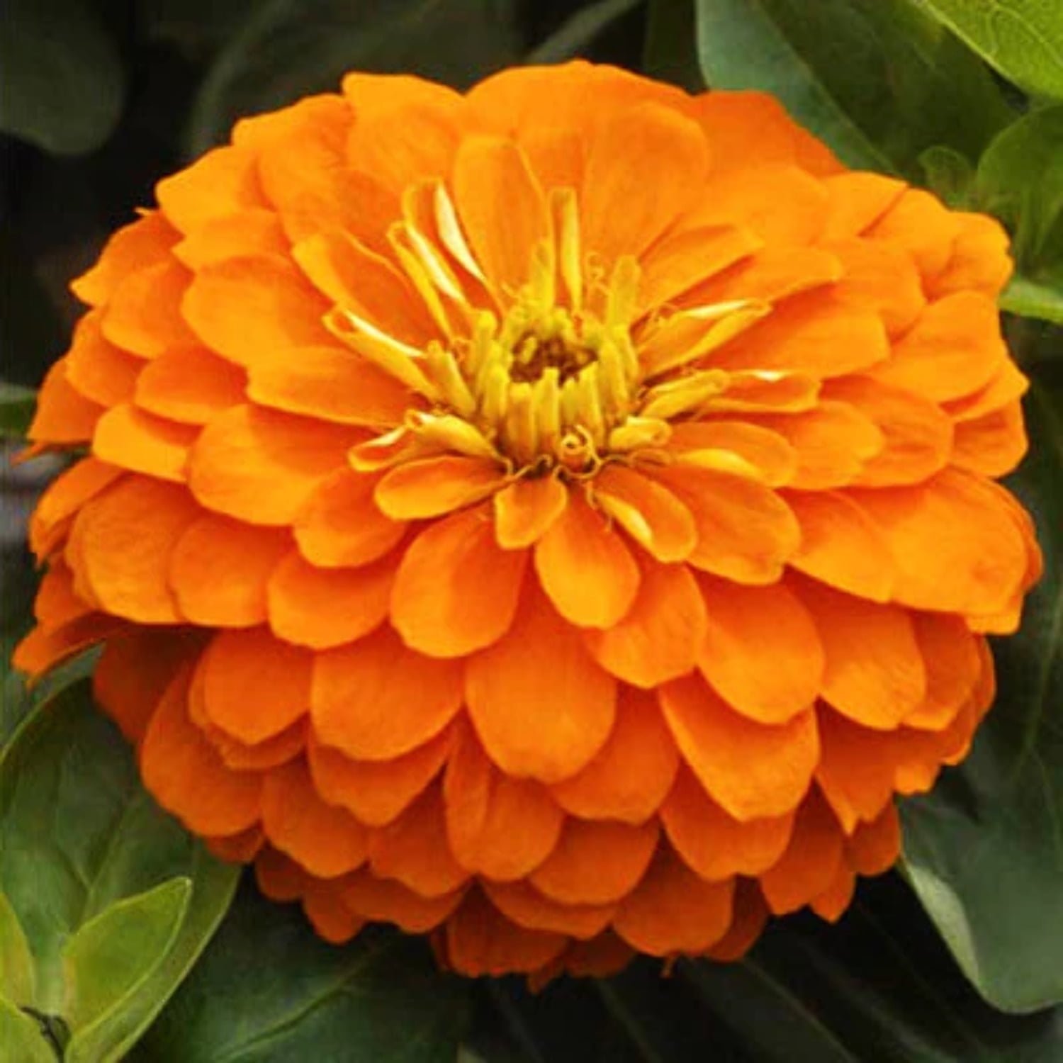 Harris Seeds - Zinnia Seeds for Planting - Magellan Orange F1 Variety - 250 Seeds