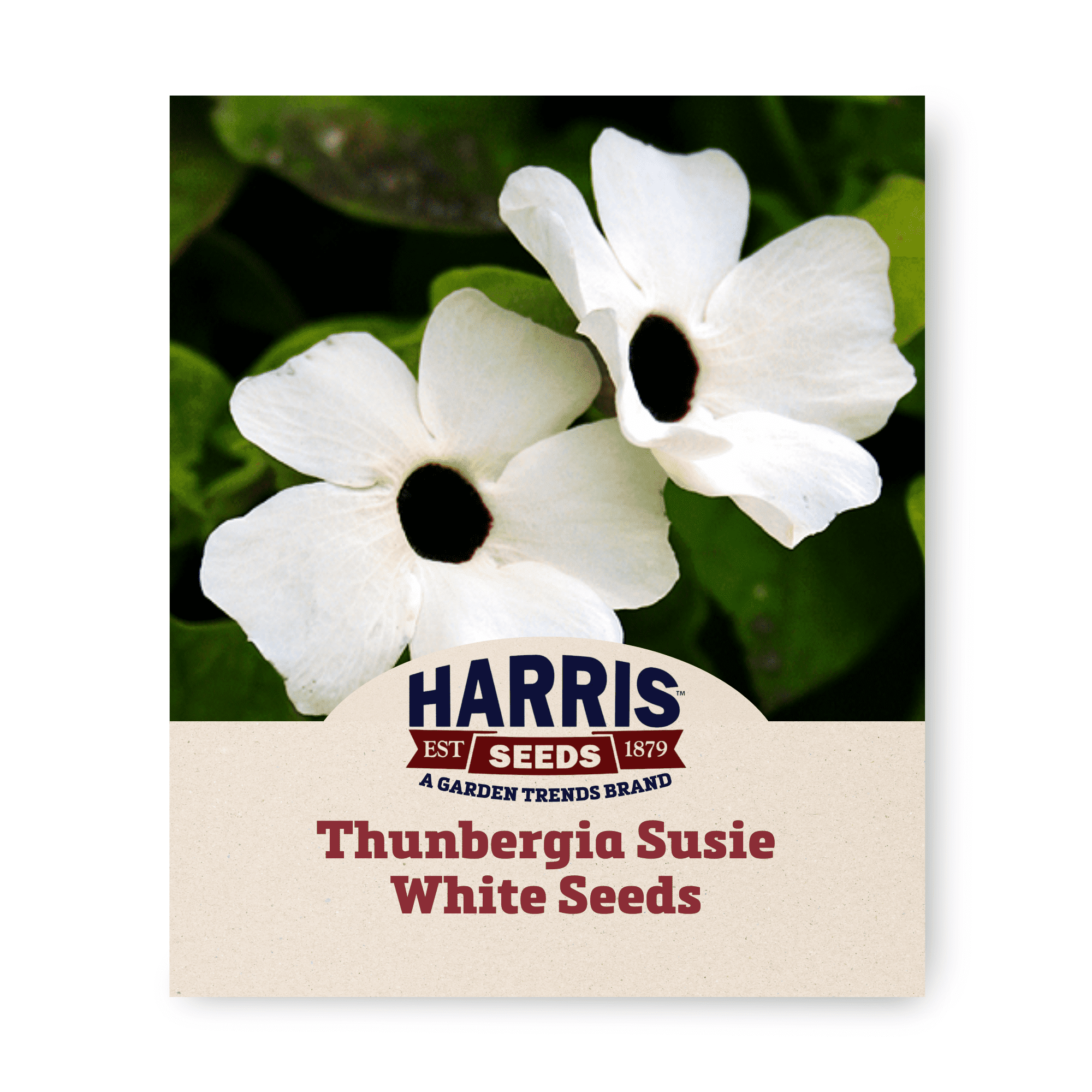 Thunbergia Susie Seed - Thumbnail 2