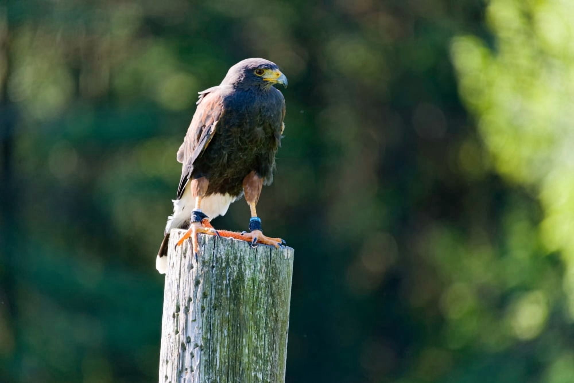 Harris hawk (Parabuteo unicinctus) perching on a wooden post Ontario Canada Canvas Art - Panoramic Images (27 x 9)