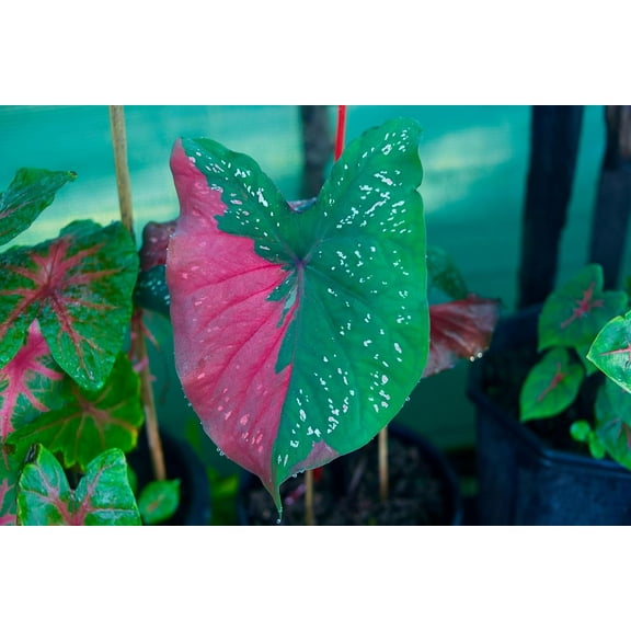 Harrison Strap Caladium Bulbs for Planting -Multi Color Leaf - Perennial Hosta, Elephant Ears, Fancy (10 Bulbs)