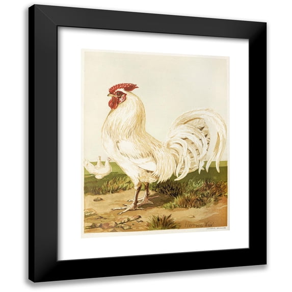 Harrison Weir 12x14 Black Modern Framed Museum Art Print Titled - White Dorking (1867)