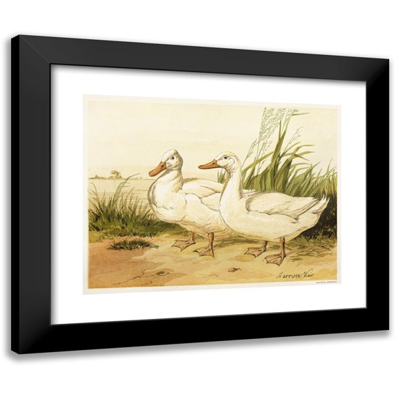 Harrison Weir 14x12 Black Modern Framed Museum Art Print Titled - White Aylesbury Ducks (1867)