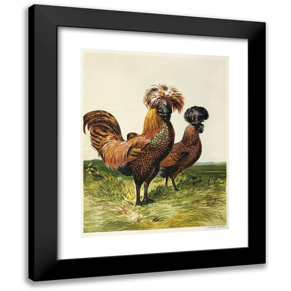 Harrison Weir 15x18 Black Modern Framed Museum Art Print Titled - Golden-Spangled Polish (1867)