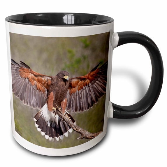 3drose, Harriss Hawk Adult Landing on Perch, Texas, Usa - Us44 Ldi0937 - Larry Ditto, 15oz Two-tone Black Mug