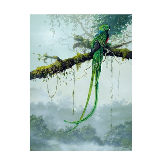 Trademark Fine Art Harro Maass Resplendent Quetzal Canvas Wall Art - 24x32