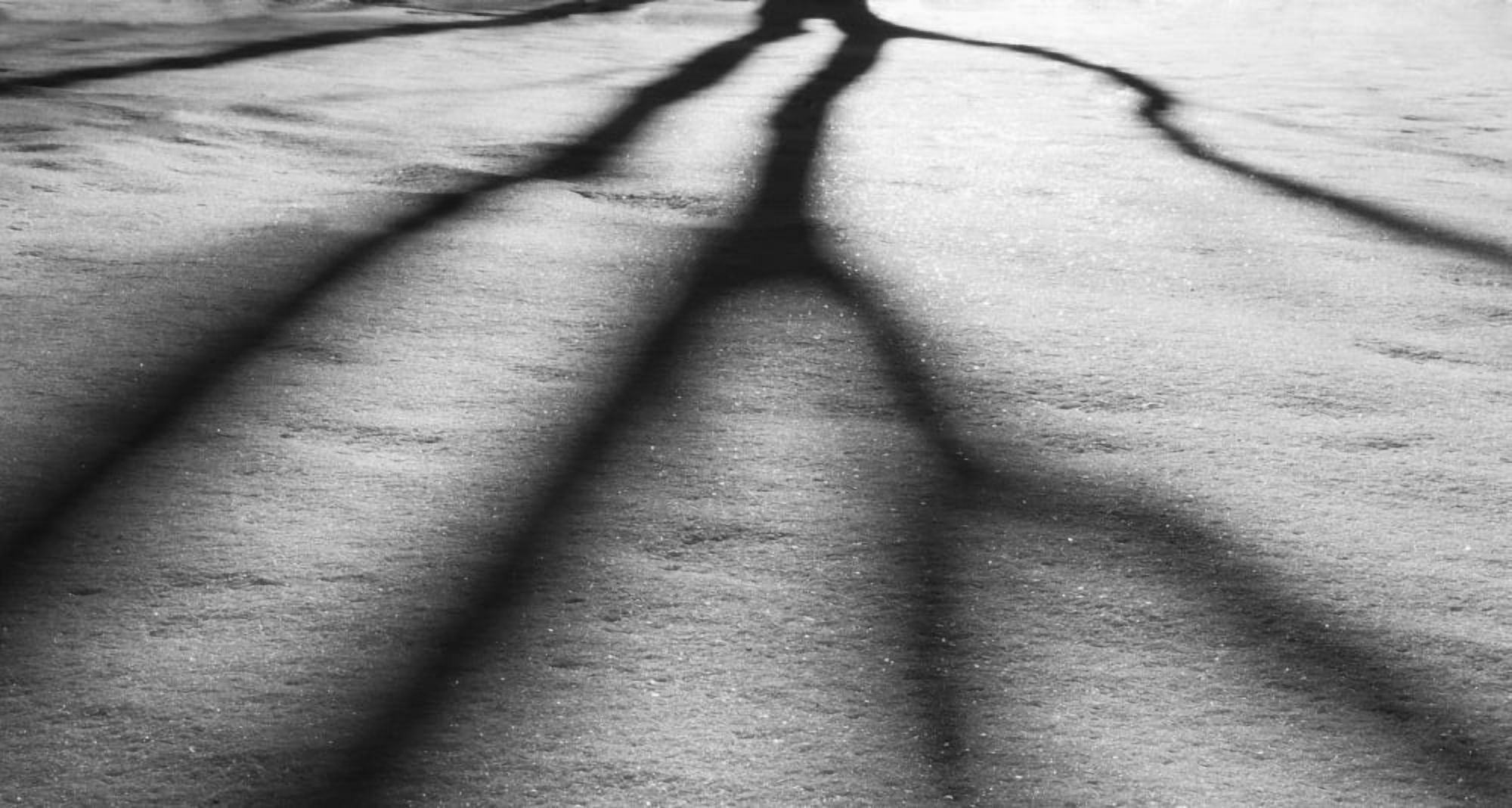 Harsh shadows upon the snow being cast by the sun behind trees Alberta Canada Canvas Art - Leah Bignell Design Pics (42 x 22)