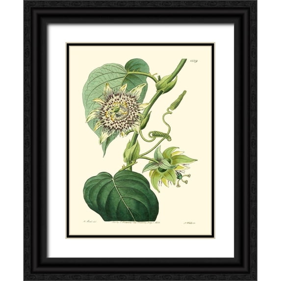 Hart, M. 25x32 Black Ornate Wood Framed with Double Matting Museum Art Print Titled - Small Antique Passion Flower I