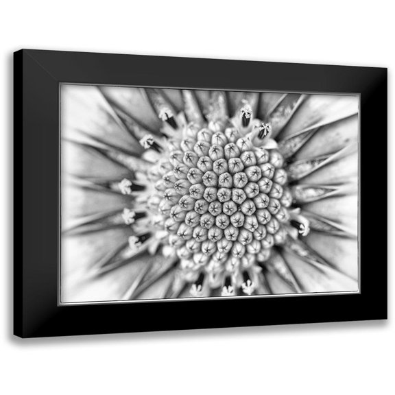 Hartson-Weddle, Ryan 14x12 Black Modern Framed Museum Art Print Titled - Quiet Burst I