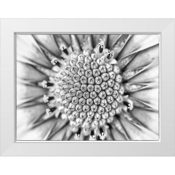 Hartson-Weddle, Ryan 14x12 White Modern Wood Framed Museum Art Print Titled - Quiet Burst I