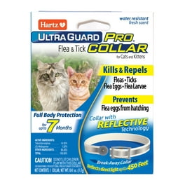 Cat diapers clearance walmart