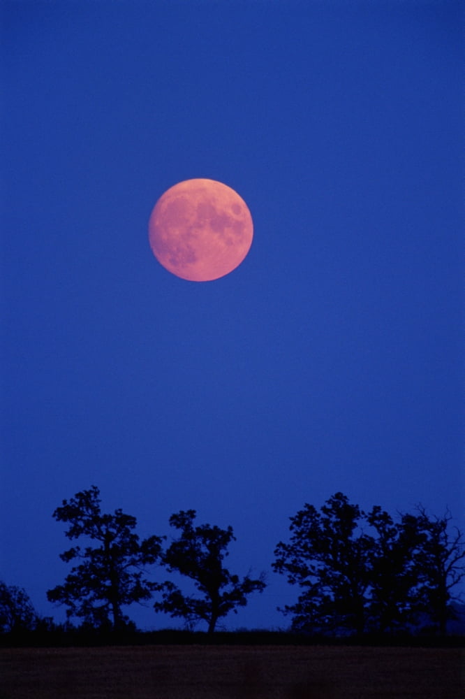 Harvest Moon And Trees Elm Creek Manitoba Canvas Art - Mike Grandmaison Design Pics (24 x 36)