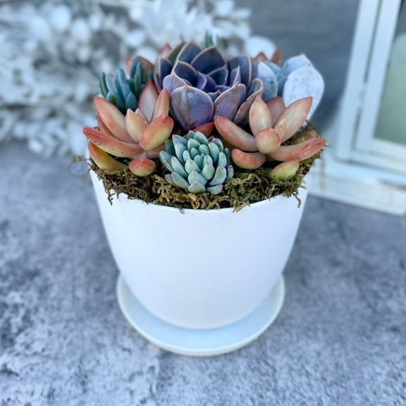 Harvest Moon - Live Succulent Potted Garden