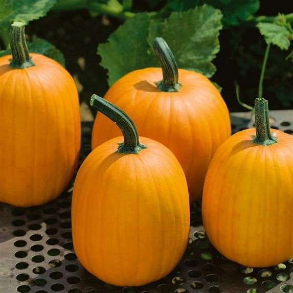 Harvest Prince F1 PMT Hybrid Pumpkin 4 Oz ~800 Seeds Semi Bush