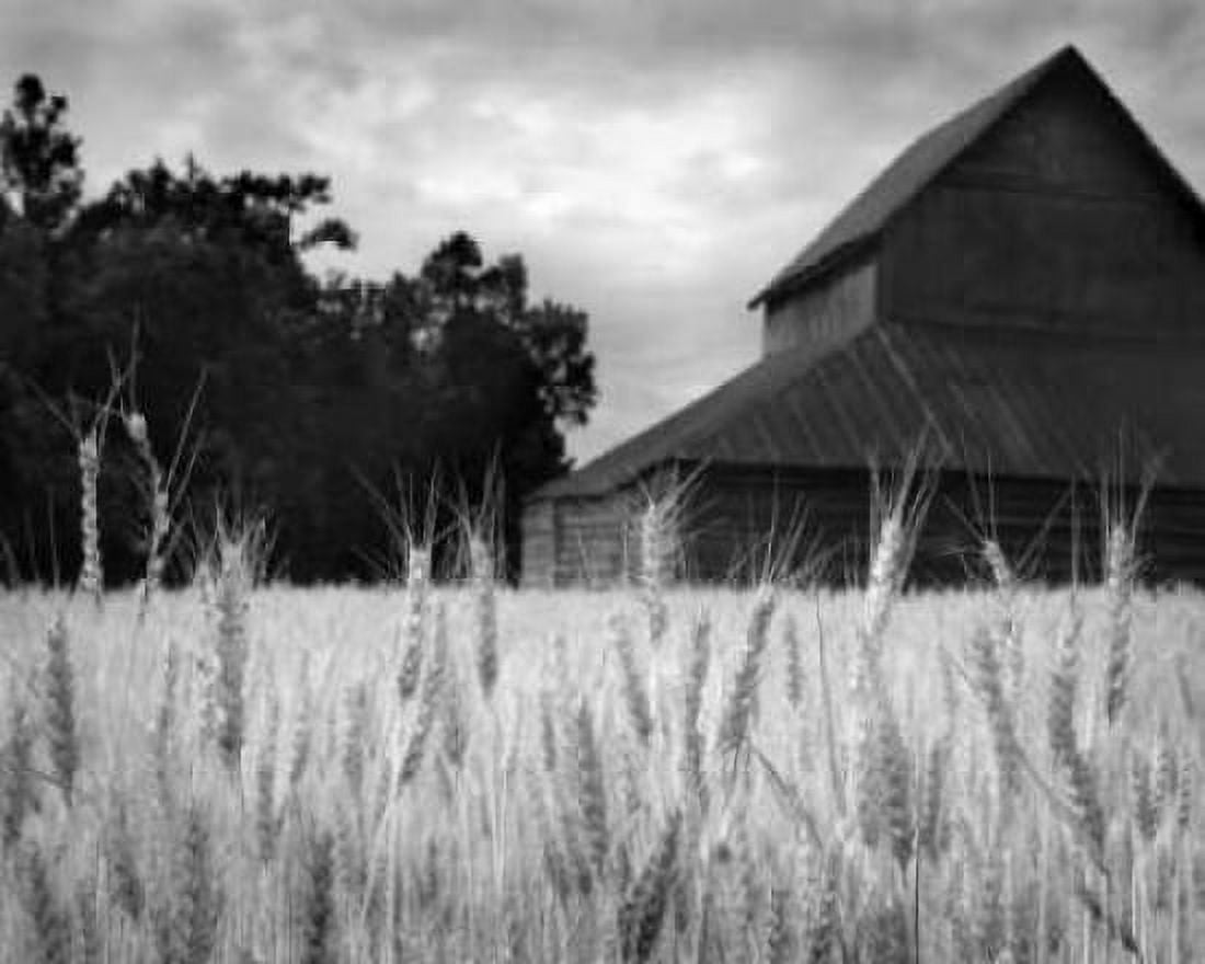 Harvest Time II Canvas Art - Scott Larson (20 x 24)