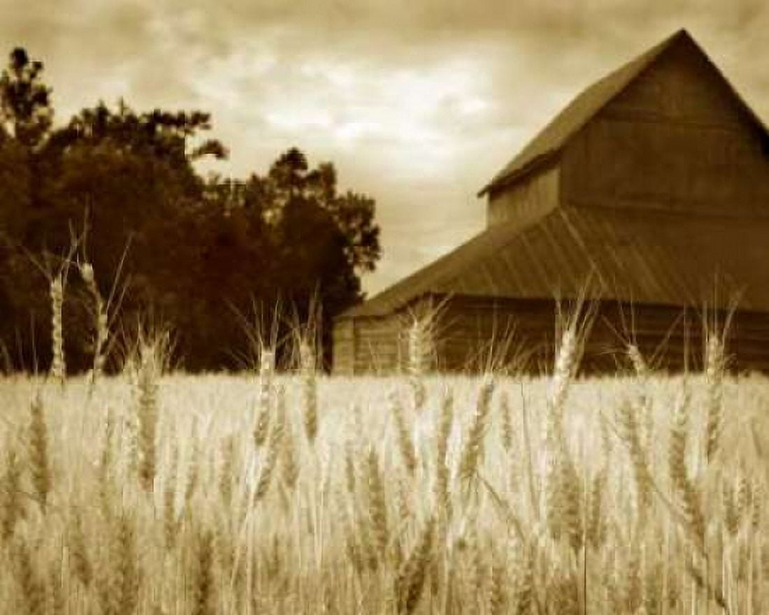 Harvest Time III Canvas Art - Scott Larson (20 x 24)