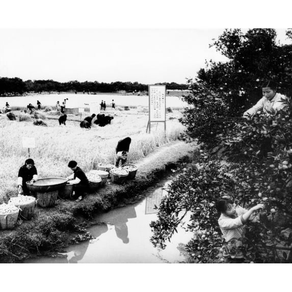 Harvest Time In Chekiang History (24 x 18)