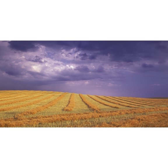 Harvested Field Canvas Art - Carson Ganci  Design Pics (19 x 10)