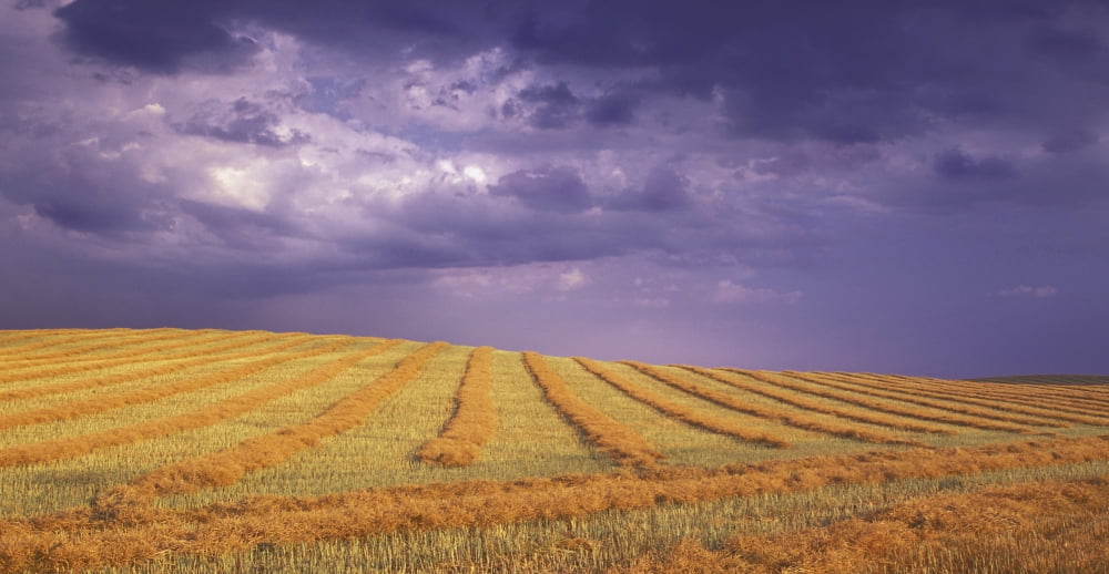 Harvested Field Canvas Art - Carson Ganci  Design Pics (38 x 20)