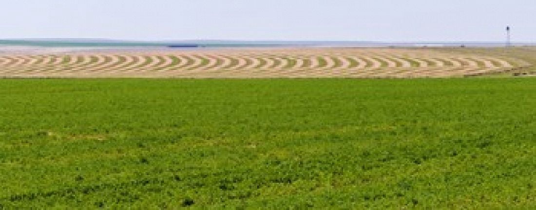 Harvested alfalfa field patterns Oklahoma USA Canvas Art - Panoramic Images (15 x 6)