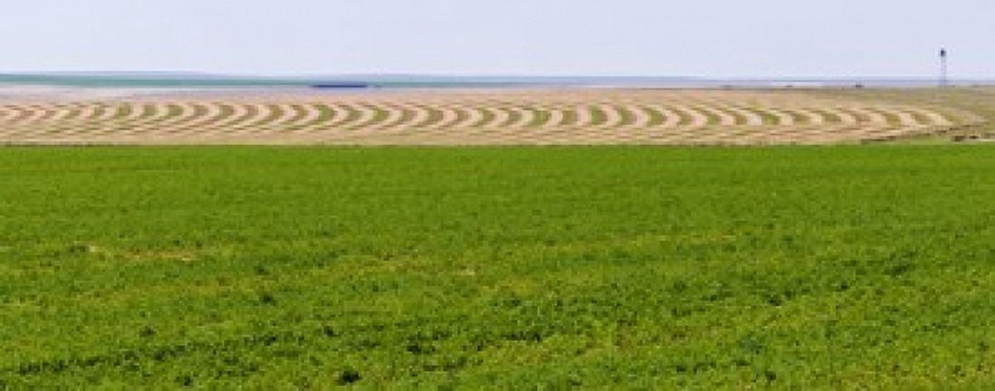 Harvested alfalfa field patterns Oklahoma USA Canvas Art - Panoramic Images (30 x 12)