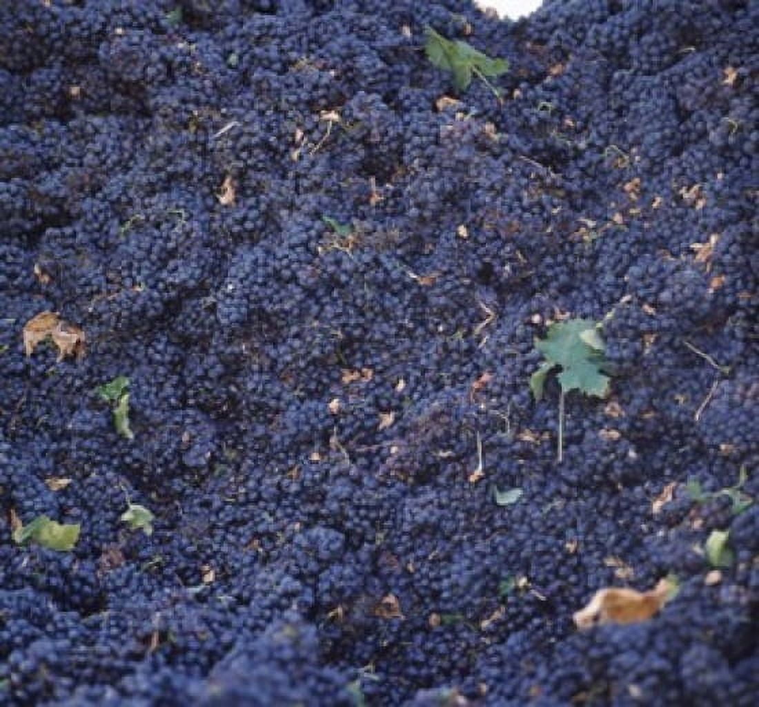 Harvested cabernet sauvignon grapes in vineyard Wine Country California USA Canvas Art - Panoramic Images (36 x 34)