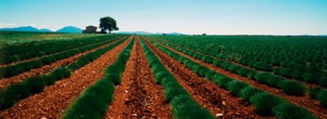 Harvested lavender field Plateau De Valensole Alpes-De-Haute-Provence Provence-Alpes-Cote dAzur France Canvas Art - Panoramic Images (36 x 13)