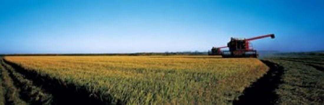 Harvested rice field Glenn Co CA USA Canvas Art - Panoramic Images (18 x 6)