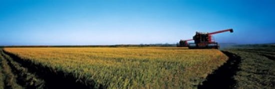 Harvested rice field Glenn Co CA USA Canvas Art - Panoramic Images (36 x 12)