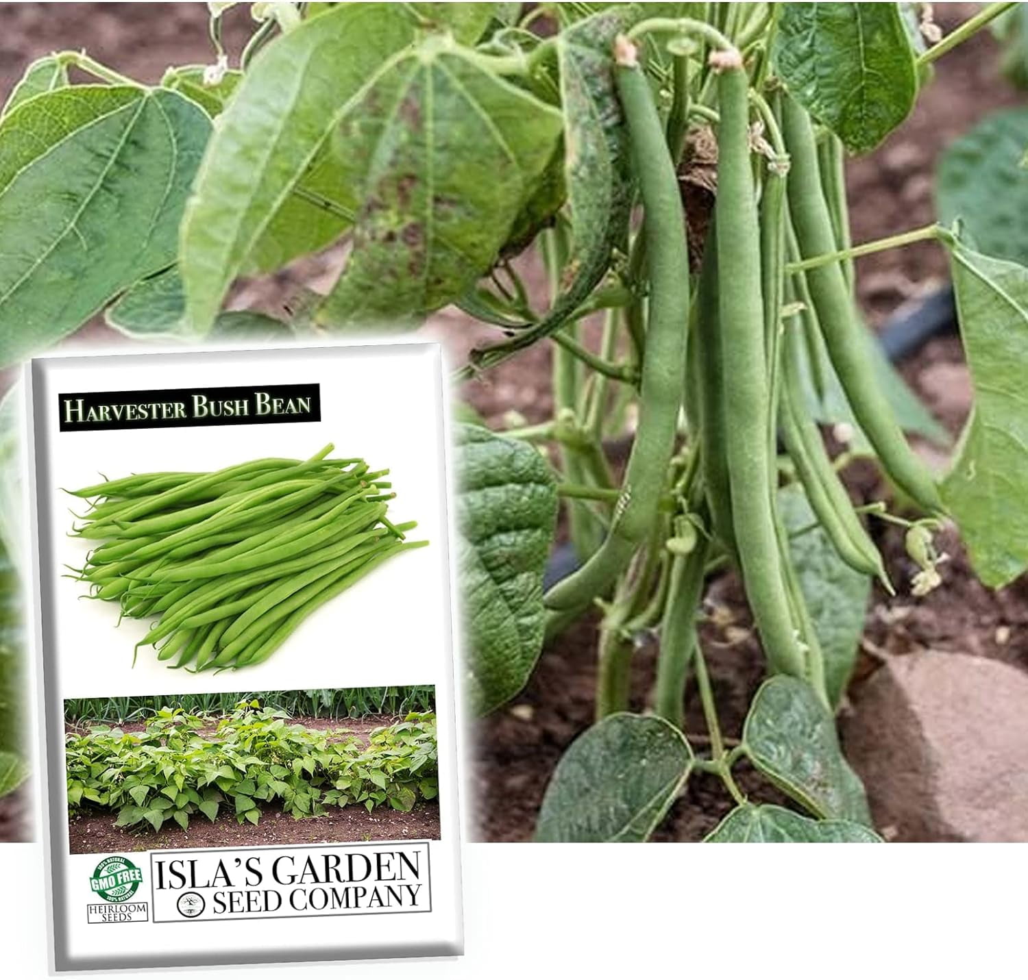 "Harvester" Bush Bean Seeds for Planting, 50+ Heirloom Seeds Per Packet