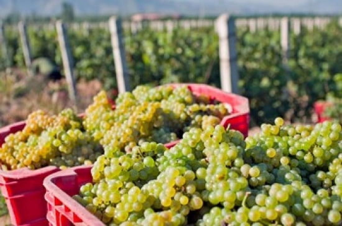 Harvesting Chardonnay grapes in Huailai Rongchen vineyard Hebei Province China Canvas Art - Janis Miglavs DanitaDelimont (24 x 15)