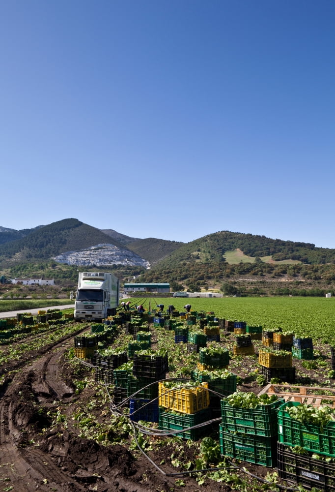 Harvesting Lettuce near Ventas de Zafarraya Granada Province Andalucia Spain Canvas Art - Panoramic Images (12 x 36)