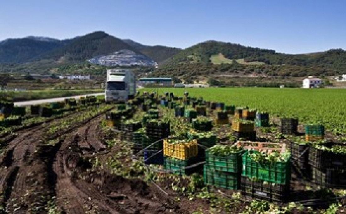 Harvesting Lettuce near Ventas de Zafarraya Spain Canvas Art - Panoramic Images (20 x 12)