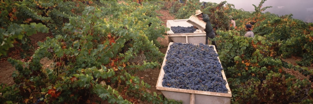 Harvesting grapes in a vineyard Napa Valley Wine Country California USA Canvas Art - Panoramic Images (6 x 18)