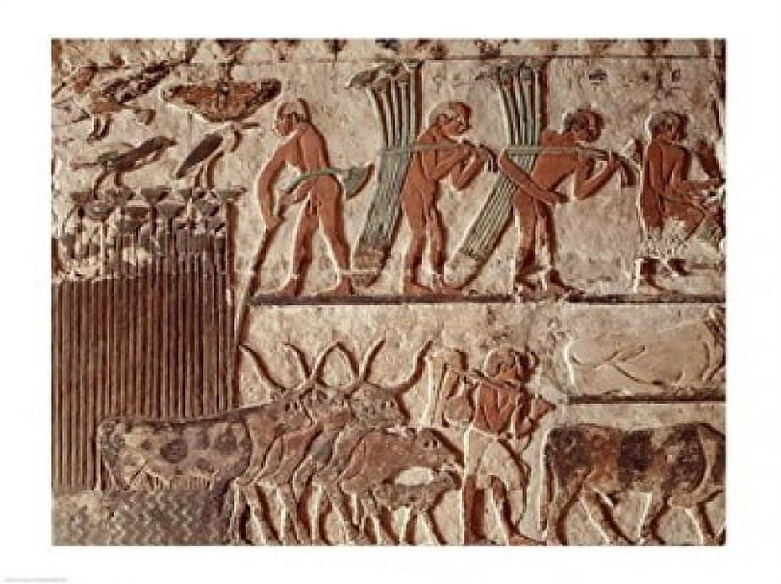 Harvesting papyrus and a group of cows Old Kingdom Canvas Art - (24 x 18)