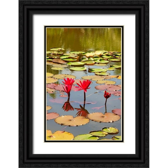 Haseltine, Tom 11x14 Black Ornate Wood Framed with Double Matting Museum Art Print Titled - Thailand Royal Park Ratchaphruek Water lilies