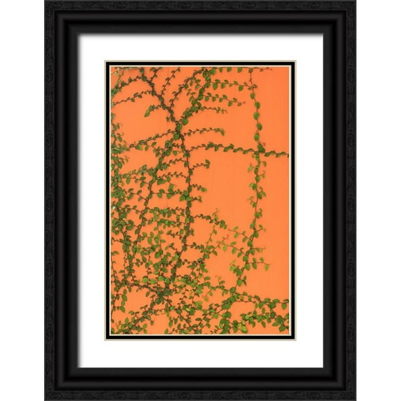 Haseltine, Tom 13x18 Black Ornate Wood Framed with Double Matting Museum Art Print Titled - Green vines on an orange wall