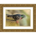 thumbnail image 1 of Haseltine, Tom 32x23 Gold Ornate Wood Framed with Double Matting Museum Art Print Titled - Pigeon perched on a stone wall, 1 of 4