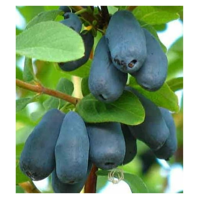 "" Haskap Sweetberry Honeysuckle Honeyberry Berries Tastes Like