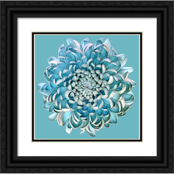 Haslam, Brian 20x20 Black Ornate Wood Framed with Double Matting Museum Art Print Titled - Blue Chrysanth