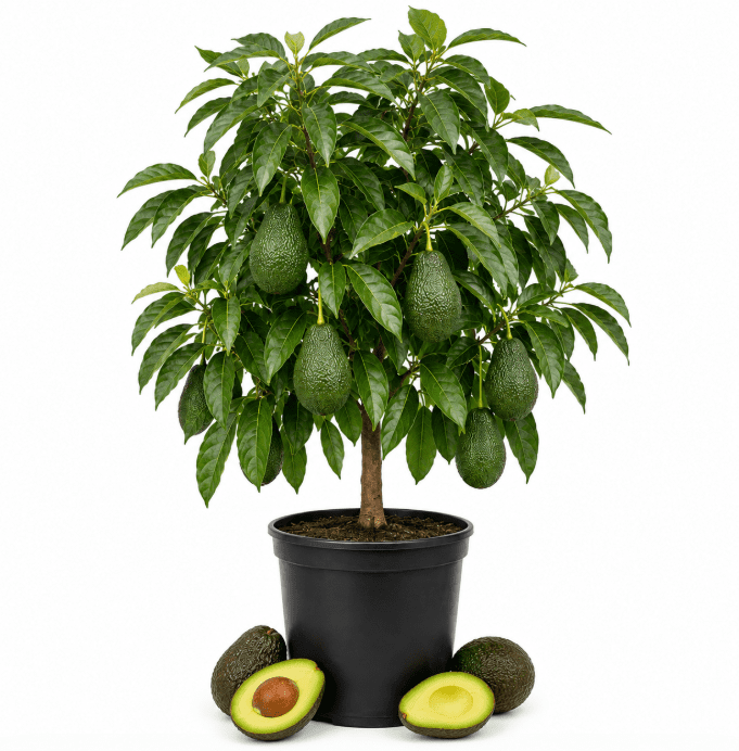 Dwarf Avocado Tree