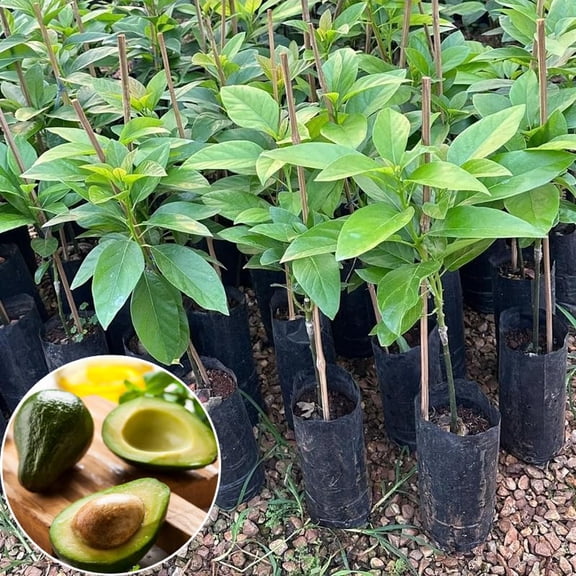 Hass Avocado Tree Live Plant in Half Gallon Pot, 8-16" Tall Seedling, Cold Hardy Avocado Plant for Indoor or Outdoor Growing