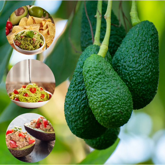 Hass Avocado Tree Live for Planting, Avocado Seedling Plant 8 to 14 Inc Tall, Well-Rooted Avocado Plant for Outdoor Growing in Half Gal Pot