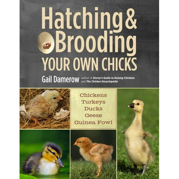 Hatching & Brooding Your Own Chicks - Paperback