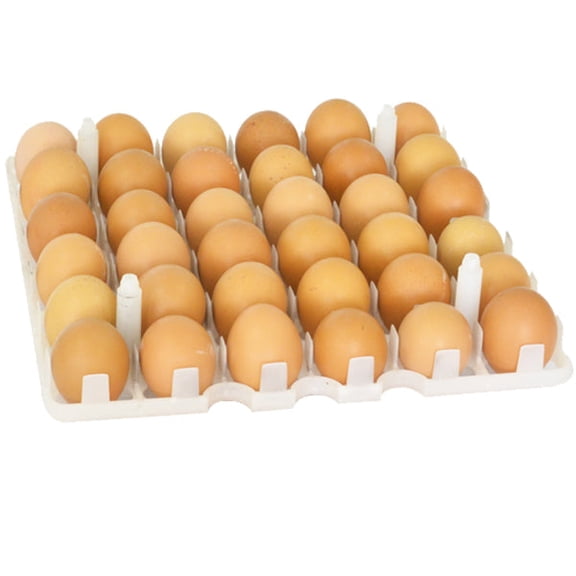 Hatching Time Egg Setter Tray (36 Chicken Eggs), Good Fit, Durable, Washable, Easy To Clean, ABS Plastic