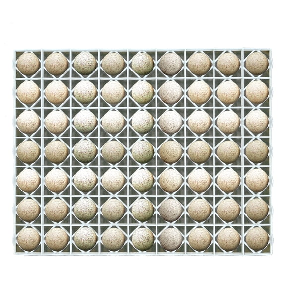 Hatching Time Egg Setter Tray (63 Duch/Turkey Eggs), Good Fit, Durable, Washable, Easy To Clean, Cimuka, Fits Incubators, ABS Plastic
