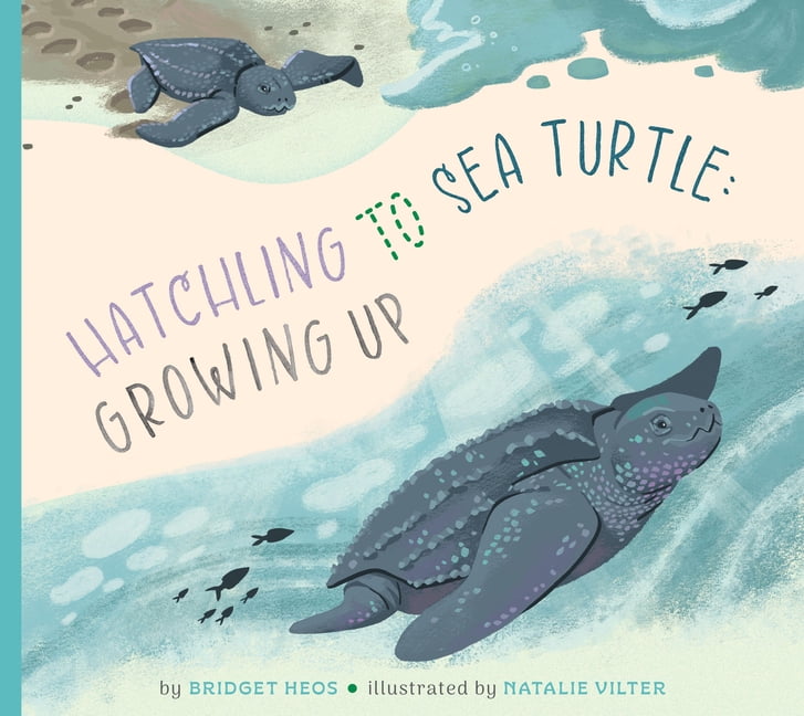 Hatchling to Sea Turtle: Growing Up, (Paperback)